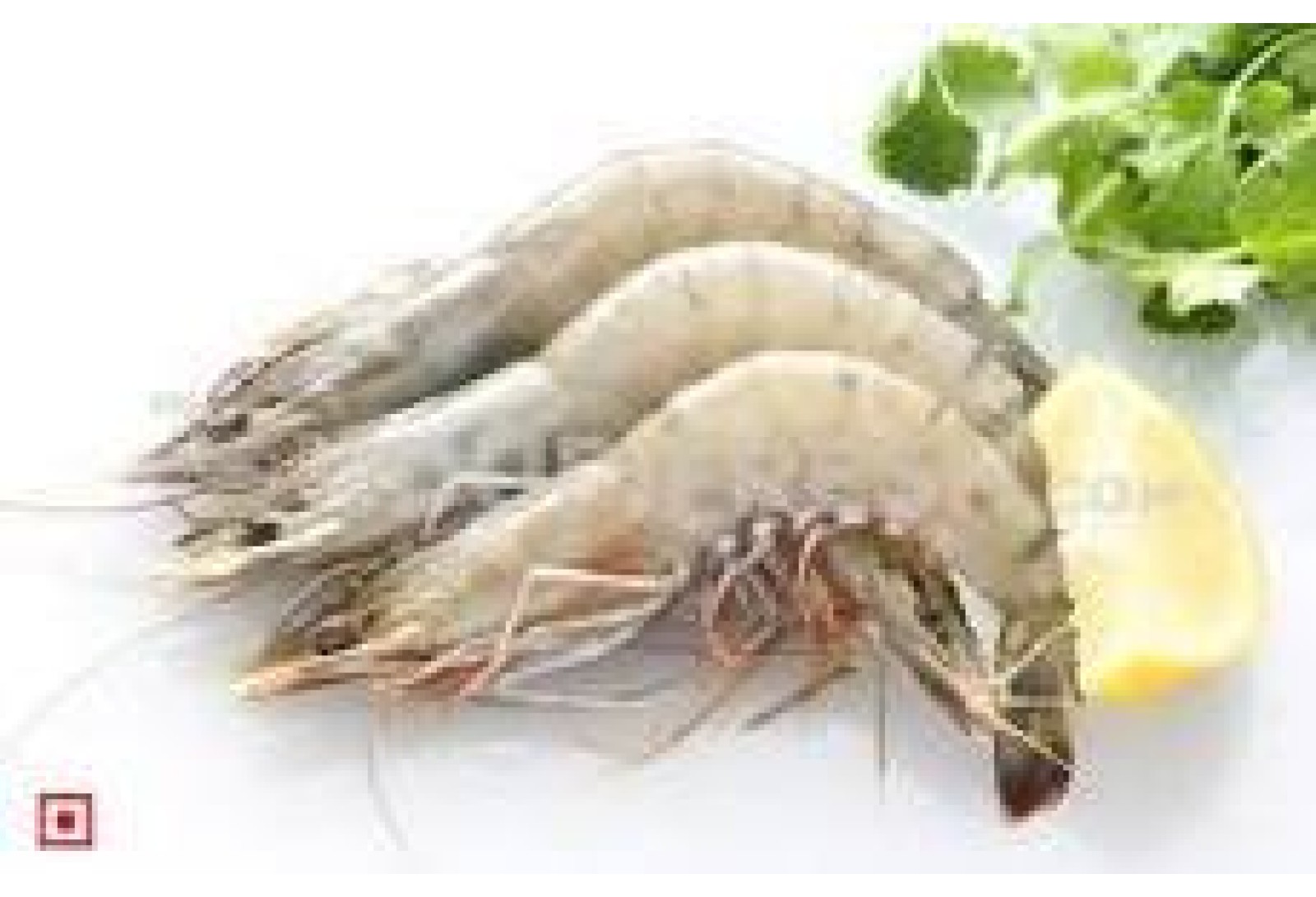 Wild Prawns Medium / Shell fish / പ്രൗൺസ് (500gm) - Not Cleaned